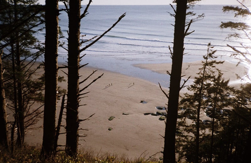 A high-angle view through evergreen trees shows a sandy beach with a few people walking near the shoreline and the ocean.