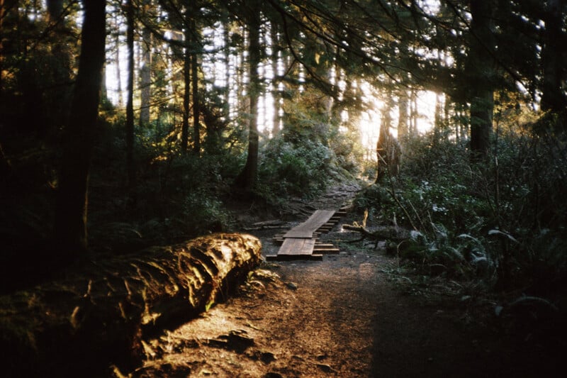 A wooden boardwalk path leads through a sunlit forest, passing a large fallen log in the foreground.