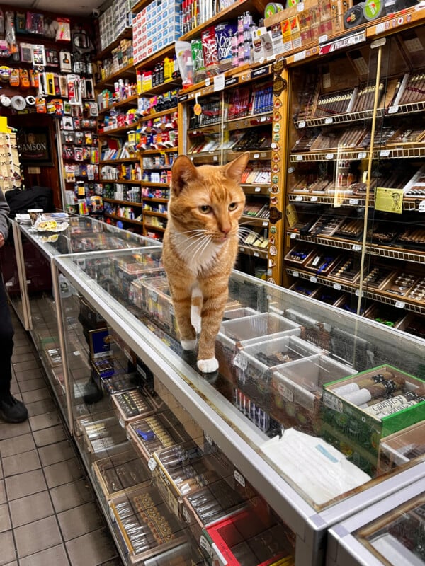 An orange tabby cat with white paws walks across a glass display case filled with cigars in a retail shop.