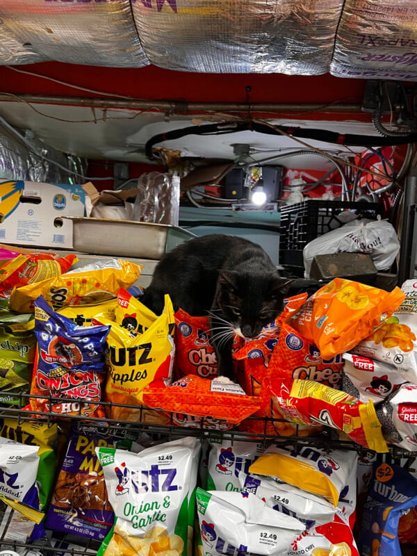A black cat with white whiskers sits on top of a wire rack filled with various bags of potato chips and snacks.