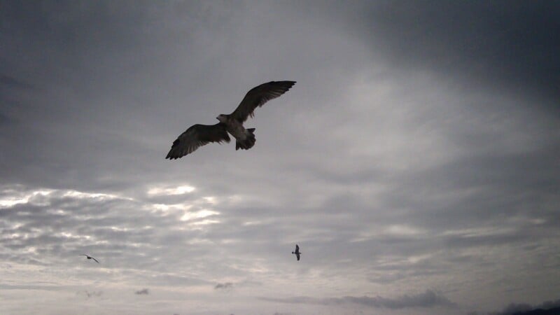 A large seagull flies in the foreground against a cloudy, overcast sky, with two smaller birds visible in the distance.