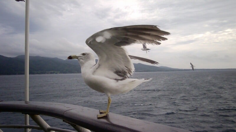 A seagull stands on a metal railing with its wings spread, overlooking a body of water with mountains in the background.