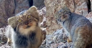 A Pallas's cat with round pupils and thick, grey-brown fur looks toward the camera while perched on rocky terrain.