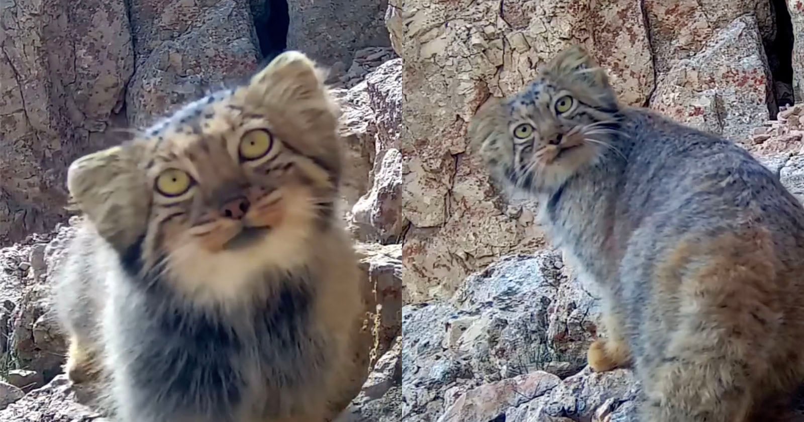 Elusive Pallas’s Cat Recorded by Camera Traps in Iran