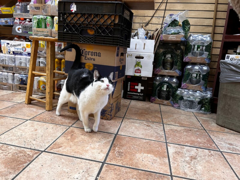 A black and white cat stands on a tiled floor in front of stacked boxes of beer and water in a store.