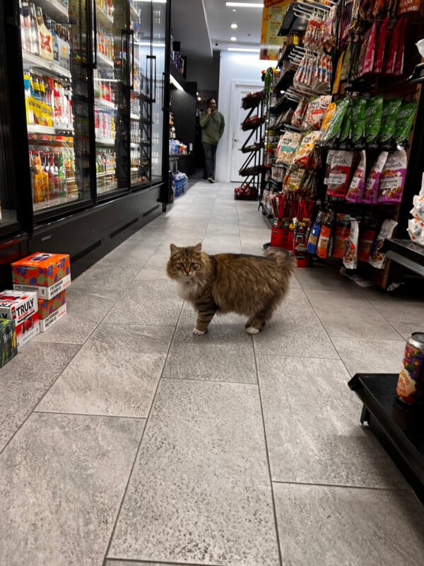 A fluffy brown tabby cat stands in the middle of a store aisle, with a person standing in the background.