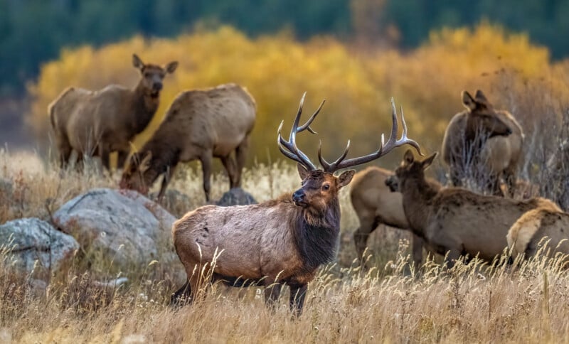 A large bull elk with impressive antlers stands in a grassy field surrounded by a herd of female elk.