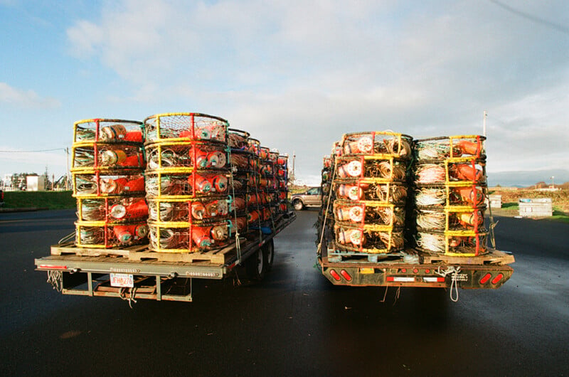 Two flatbed trailers parked side-by-side are loaded with stacks of circular, wire-mesh crab pots containing orange buoys.