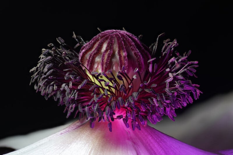 A close-up view of a poppy flower center, showing a dark purple, ribbed seed pod surrounded by a dense ring of dark purple stamens against a black background.