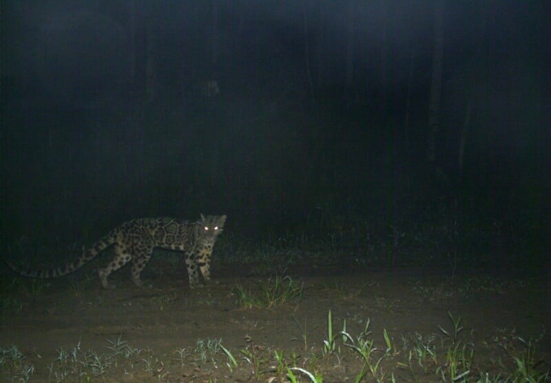 A clouded leopard with glowing eyes walks across a dark, grassy field at night.