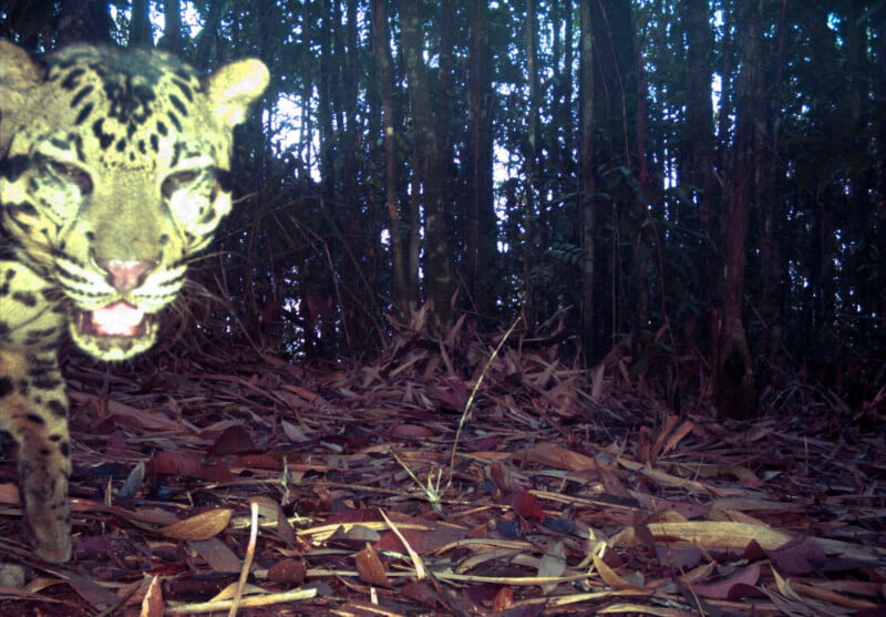 A clouded leopard walks toward the camera in a forest, its face slightly out of focus with its mouth partially open.