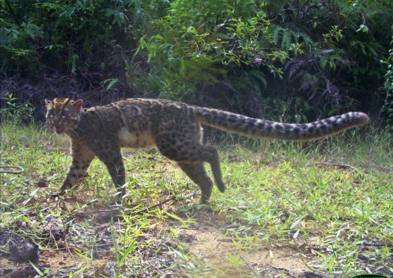 A marbled cat walks through a grassy forest clearing, its long, spotted tail extended behind it.