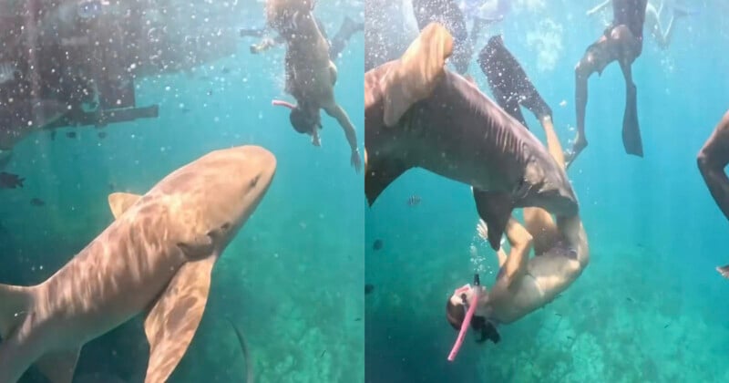 A split-screen view showing a nurse shark swimming near a snorkeler in clear blue water.