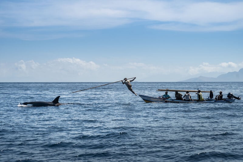 A fisherman leaps from the bow of a small boat to harpoon a whale in the open ocean.