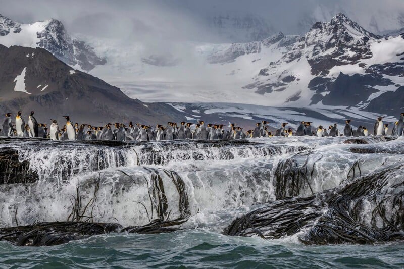A large group of king penguins stands on a rocky ledge above a waterfall, with snow-covered mountains in the background.
