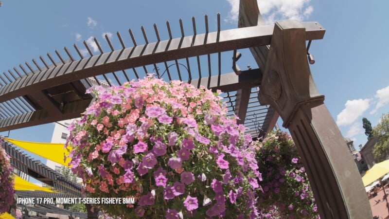 A large, vibrant hanging basket of pink and purple petunias is suspended from a dark metal pergola under a bright blue sky.