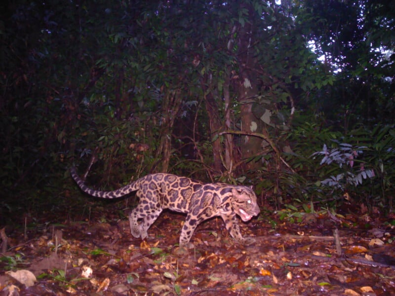 A Sunda clouded leopard walks across a forest floor covered in fallen leaves at night.