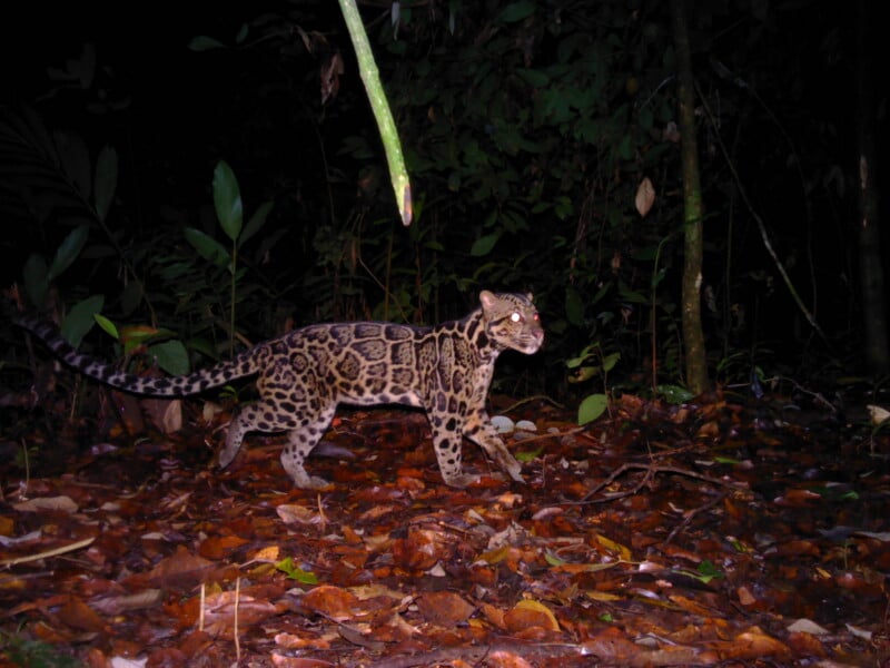 A Sunda clouded leopard walks across a forest floor covered in fallen leaves at night, its eyes reflecting the camera flash.