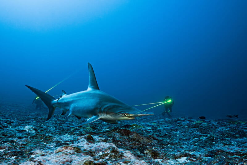 A hammerhead shark swims over a rocky seafloor while two scuba divers use laser photogrammetry equipment to measure its size.