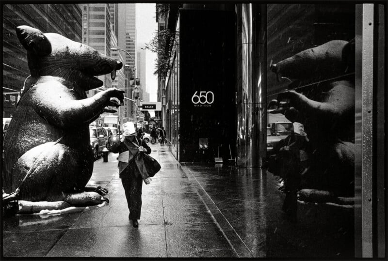 A person walks down a snowy city sidewalk past a large inflatable rat, with a reflection of both visible in a glass storefront.