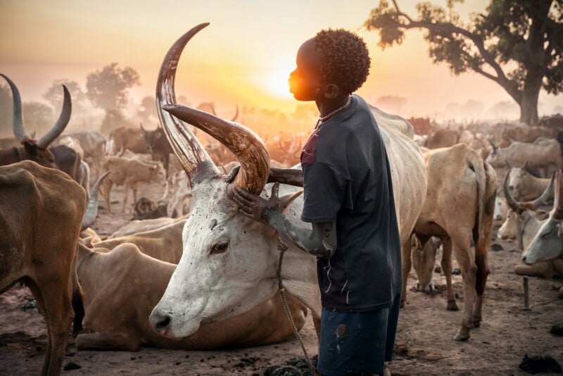 A young boy stands in a dusty field at sunset, gently touching the large horn of a white Ankole-Watusi cow.