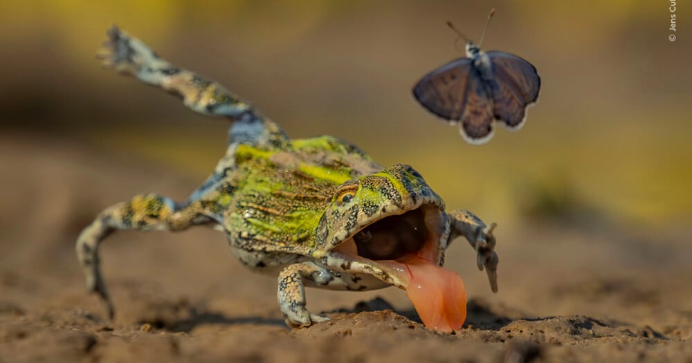A frog with its mouth open and tongue extended lunges toward a butterfly flying above a muddy surface.