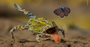 A frog with its mouth open and tongue extended lunges toward a butterfly flying above a muddy surface.
