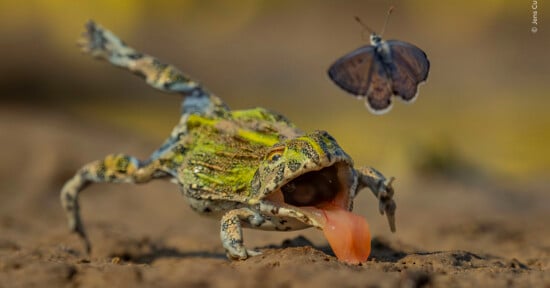 A frog with its mouth open and tongue extended lunges toward a butterfly flying above a muddy surface.