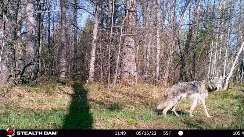 A gray wolf walks through a sunlit forest clearing, looking toward the camera.