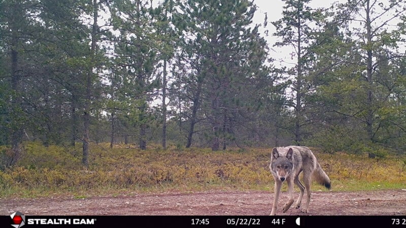 A gray wolf walks across a dirt path in a forest clearing on a cloudy day.