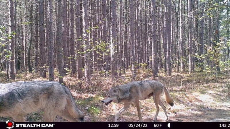 Two gray wolves walk through a pine forest on a sunny day.