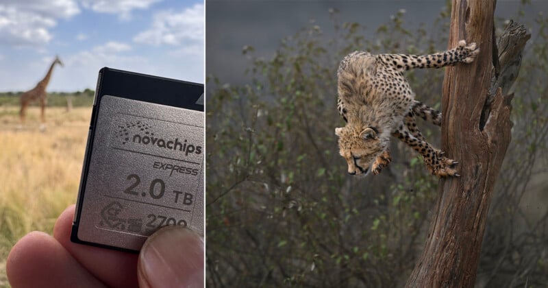 A split image showing a hand holding a Novachips 2.0 TB storage card against a blurred savanna background with a giraffe, and a cheetah cub climbing a tree trunk.