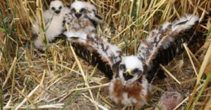 Three young raptor chicks with downy feathers and open beaks sit in a nest made of dry grass, with one chick in the foreground spreading its wings.