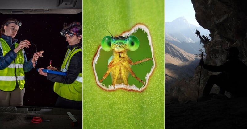 A triptych showing two researchers examining a frog, a close-up of a damselfly peering through a hole in a leaf, and a silhouette of a person sitting in a cave overlooking a mountain range.