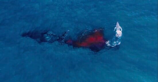 An aerial view shows a large whale swimming in deep blue water, trailing a large, dark red cloud of blood behind it, with a smaller whale swimming nearby.