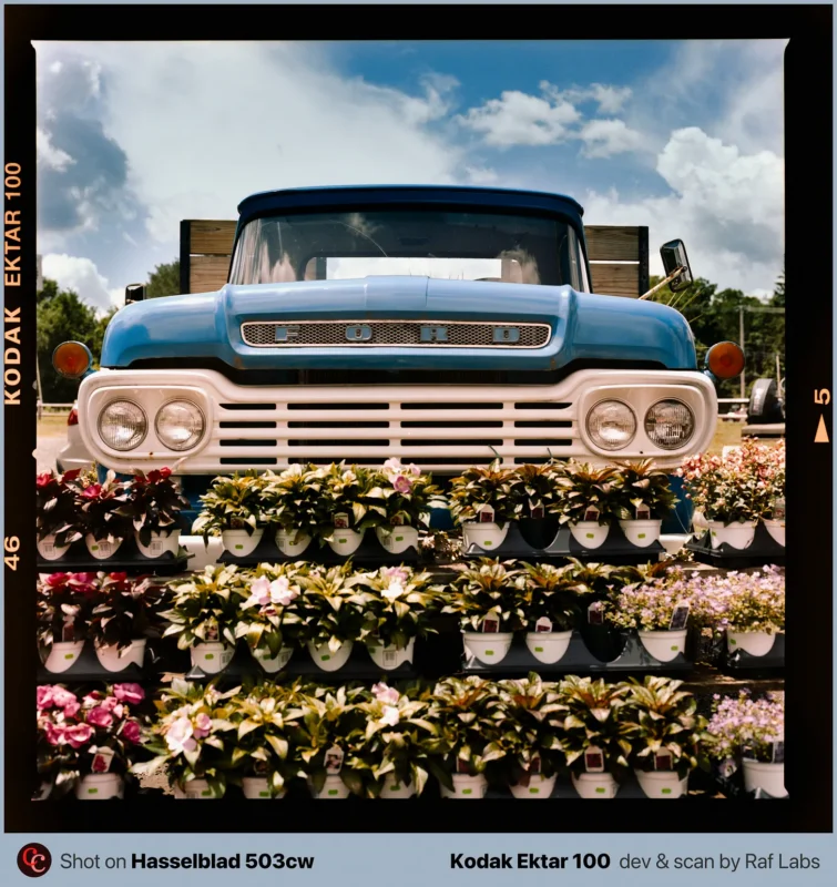 A vintage blue Ford truck is parked behind several rows of potted plants displayed on wooden shelves.