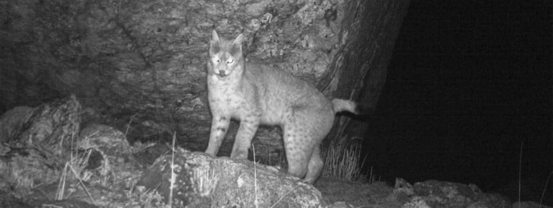 A lynx stands on a rocky outcrop at night, illuminated by a camera trap flash.