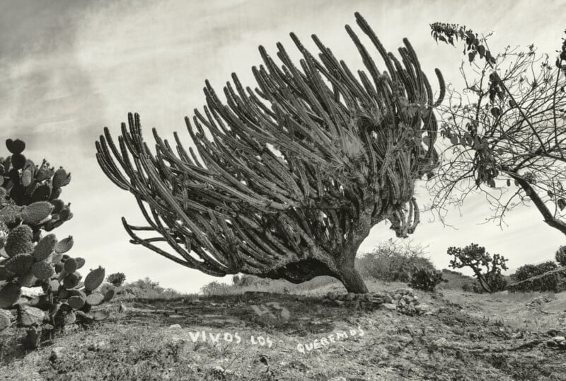 A large, multi-branched cactus stands on a dry hillside, with the Spanish phrase "VIVOS LOS QUEREMOS" written in white on the ground.