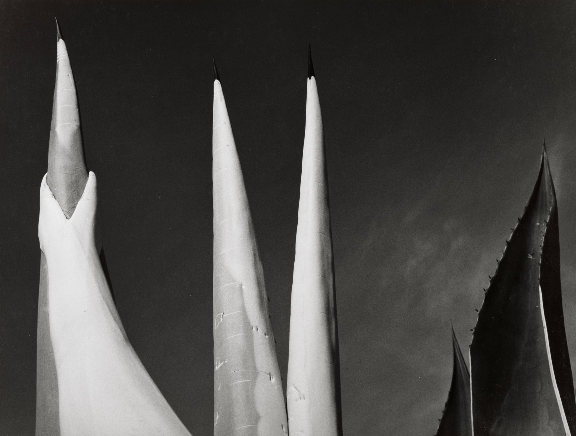 A black-and-white close-up of several sharp, pointed agave leaves reaching upward against a dark, clear sky.