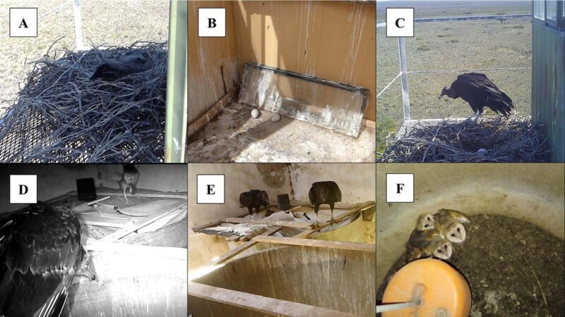 A six-panel collage showing black vultures nesting in man-made structures, including eggs, adults, and barn owl chicks.
