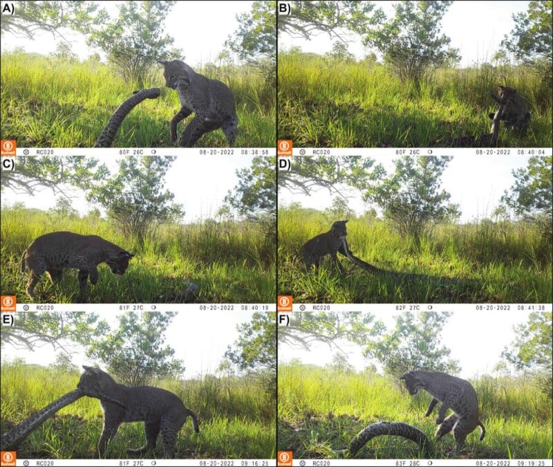 A series of six trail camera images showing a bobcat interacting with and carrying a large snake in a grassy field.