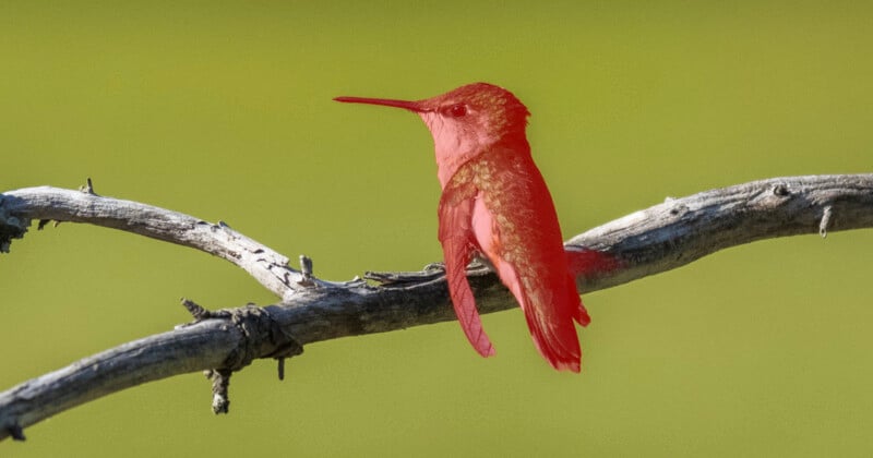 A hummingbird with bright red-tinted plumage perches on a weathered, leafless tree branch against a blurred green background.