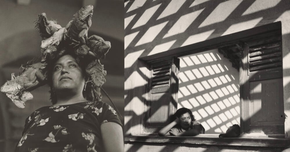 A split-screen composition showing a woman with iguanas on her head on the left and a woman looking out a window on the right.