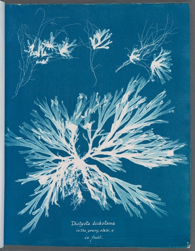 A cyanotype print of the seaweed Dictyota dichotoma, showing several specimens in various stages of growth against a blue background.