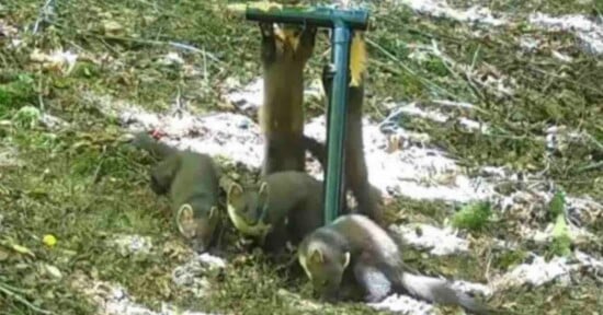 Four pine martens interact with a green metal post in a wooded area with patches of snow on the ground.