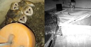 A split-screen view showing a group of four barn owl chicks huddled together on the left and a single owl standing near a larger bird in a dimly lit space on the right.