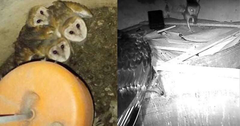 A split-screen view showing a group of four barn owl chicks huddled together on the left and a single owl standing near a larger bird in a dimly lit space on the right.
