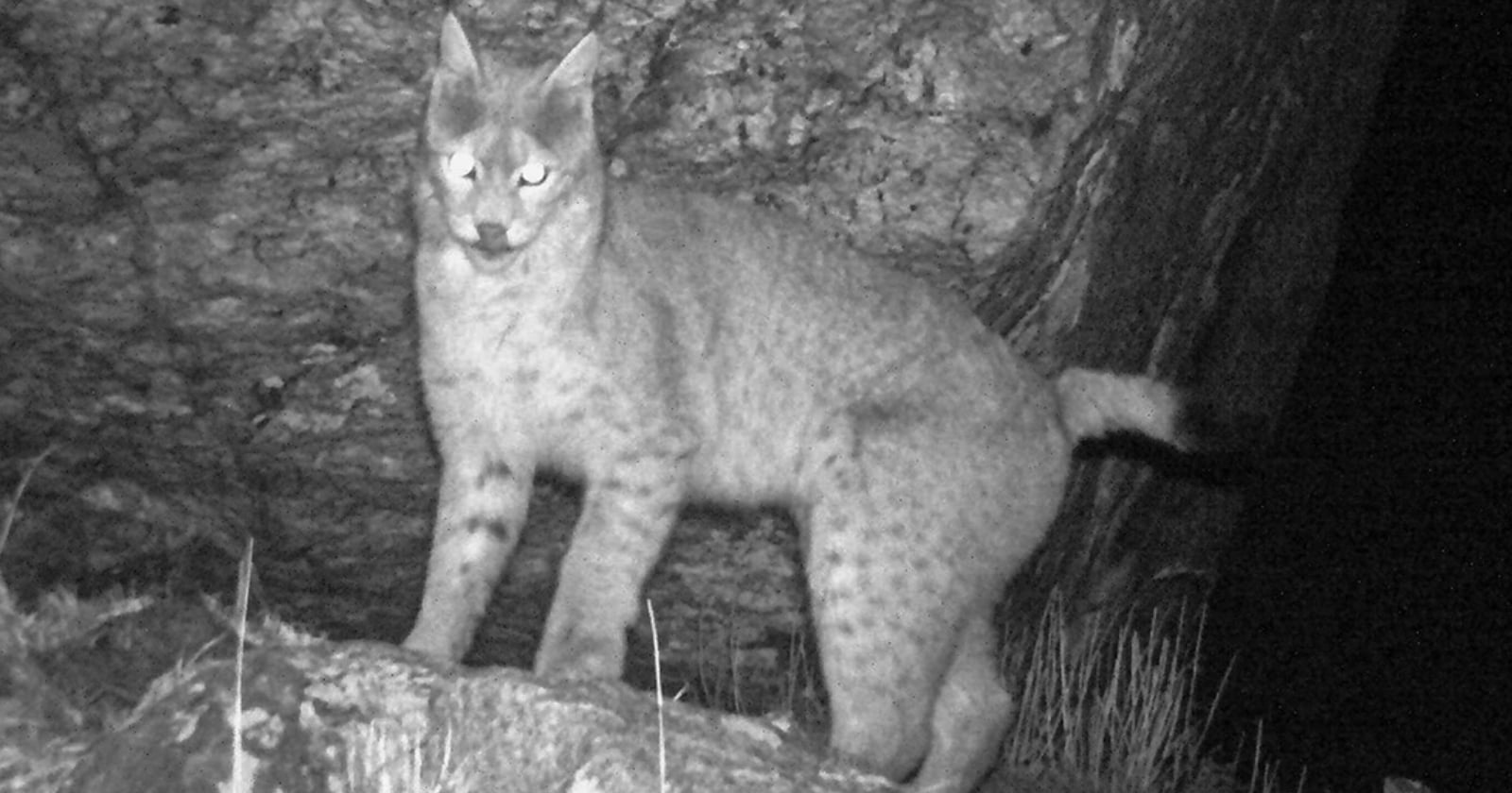 Trail Camera Captures Striking Image of Rare Eurasian Lynx in the Himalayas