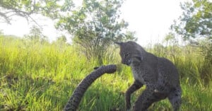 A bobcat stands in tall grass, facing a rattlesnake that is coiled and raised in a defensive posture.