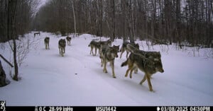 A pack of wolves walks along a snow-covered path through a forest.